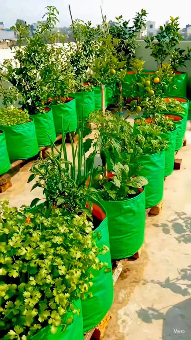 Above Ground Garden Ideas: 12 Ways to Build a Raised Bed 12 Green fabric grow bags containing various leafy plants and small trees arranged on a rooftop.