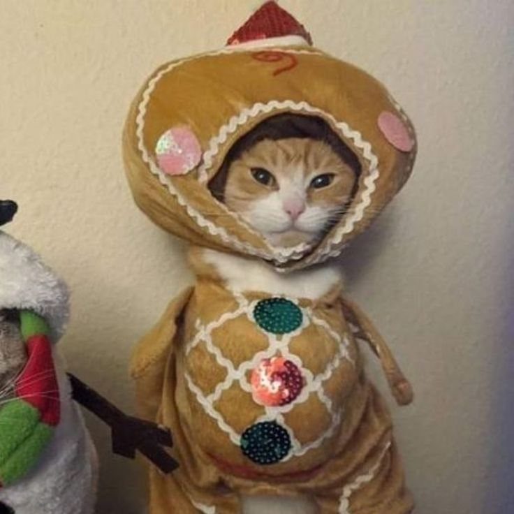 6 Christmas Cats Pfp Ideas to Try This Season 5 Gingerbread cat wearing a large cookie-shaped costume with colorful sequin decorations.