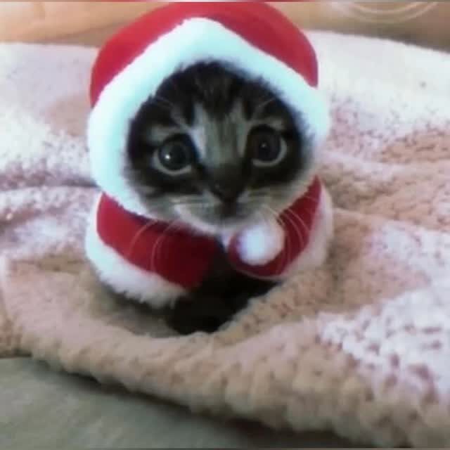 6 Christmas Cats Pfp Ideas to Try This Season 1 A tiny tabby kitten wearing a red Santa hat and cape on a pink blanket.