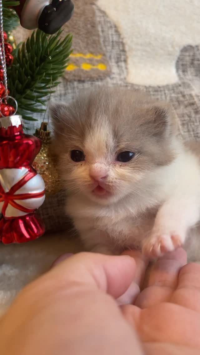 6 Christmas Cats Pfp Ideas to Try This Season 2 A tiny fluffy kitten sitting next to red Christmas ornaments and green pine branches.