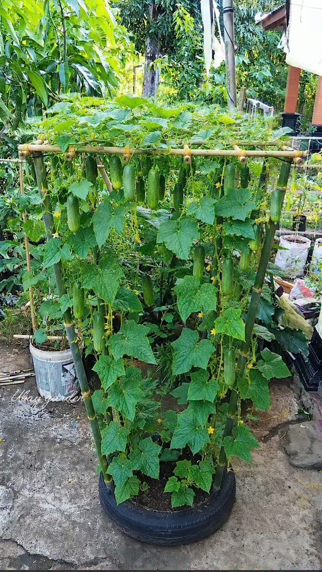 25 Creative and Gardening Ideas for Backyards Big or Small 12 Cucumber plants growing on a bamboo trellis structure inside a large black tire container.