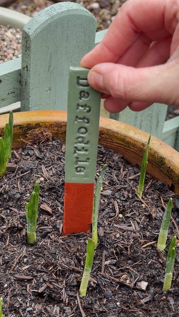 25 Creative and Gardening Ideas for Backyards Big or Small 17 A hand holds a small green plant marker labeled Daffodil in a garden planter.