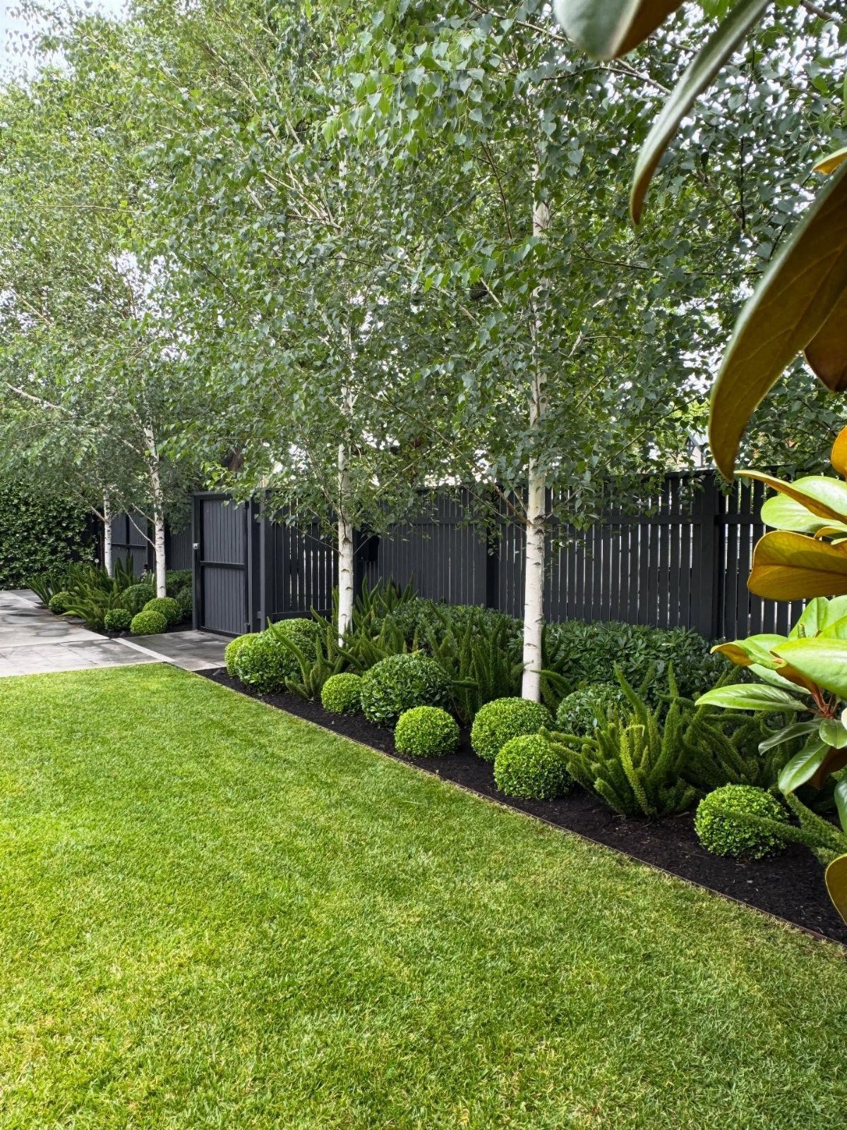Green garden with birch trees, manicured lawn, and various green shrubs against a black fence.