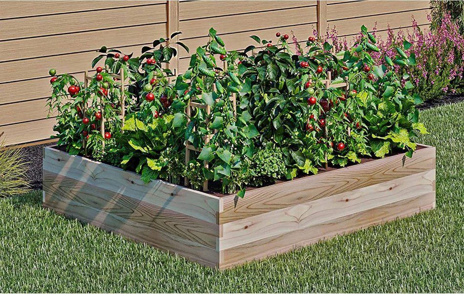 A cedar raised garden bed filled with green tomato plants and red fruit on a lawn.