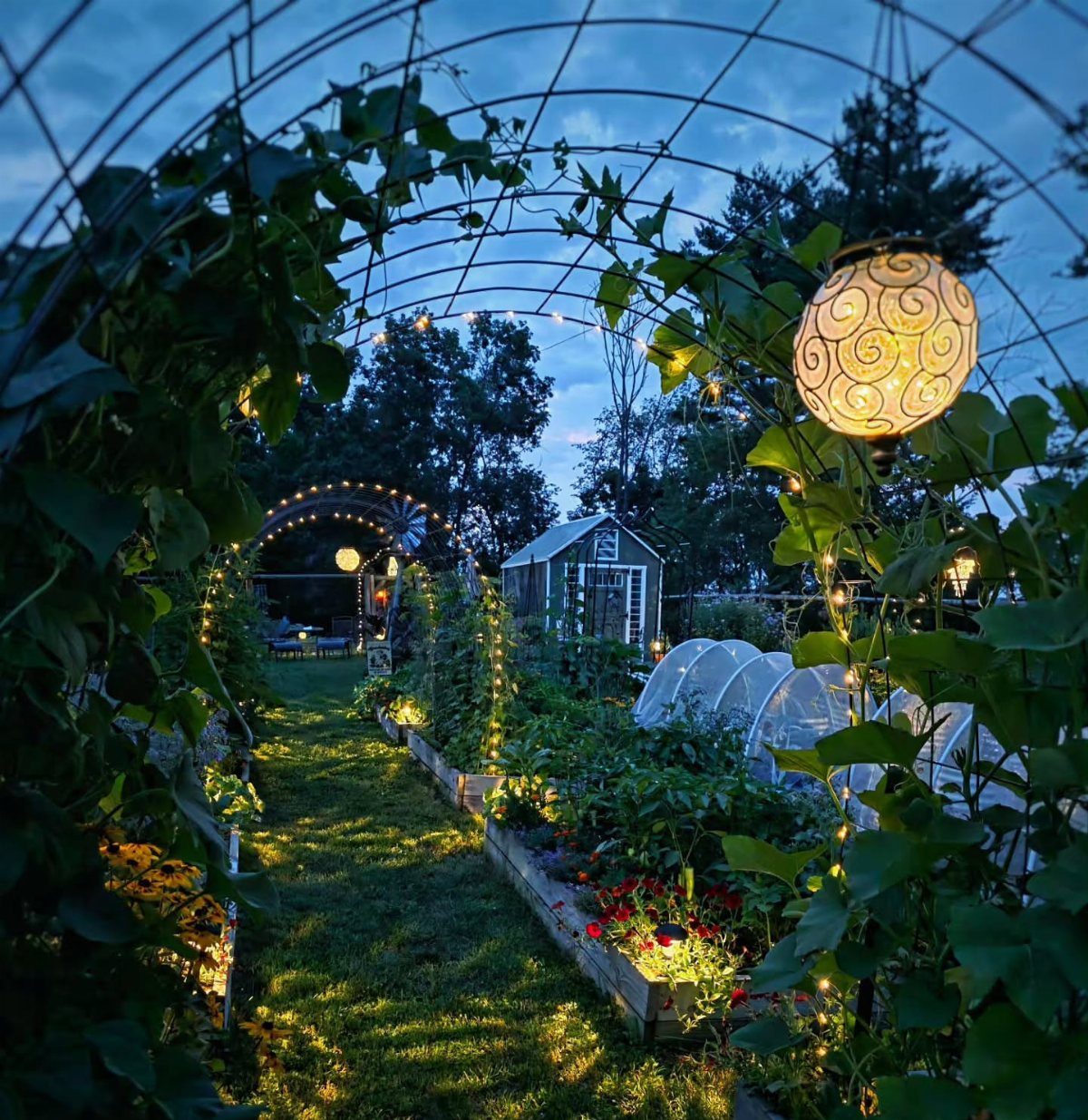 Climbing green vines grow over metal garden arches illuminated by glowing lanterns at dusk.