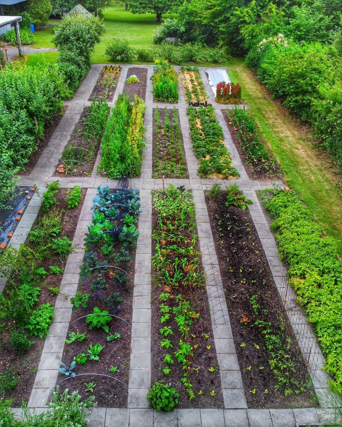 An aerial view of organized rectangular garden beds filled with various green herbs and plants.