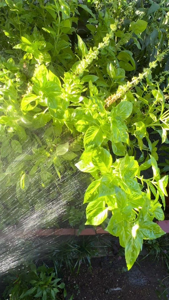 Water sprays from a hose onto lush green basil plants in a sunny garden.