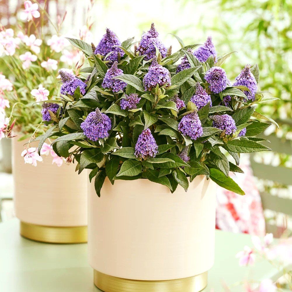 Purple butterfly bush flowers blooming in a cream and gold ceramic planter on a table.