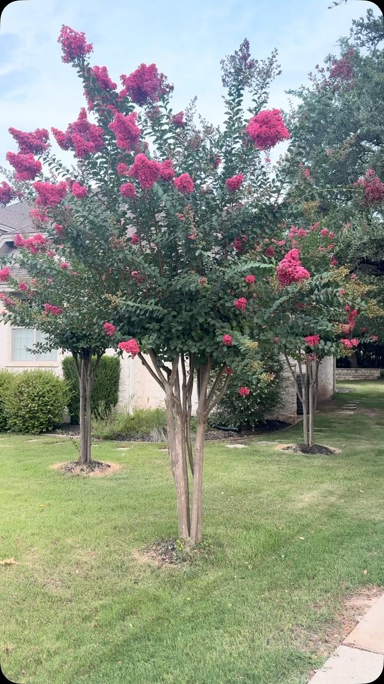 A Crape Myrtle tree with bright pink flower clusters blooming in a green grassy yard.