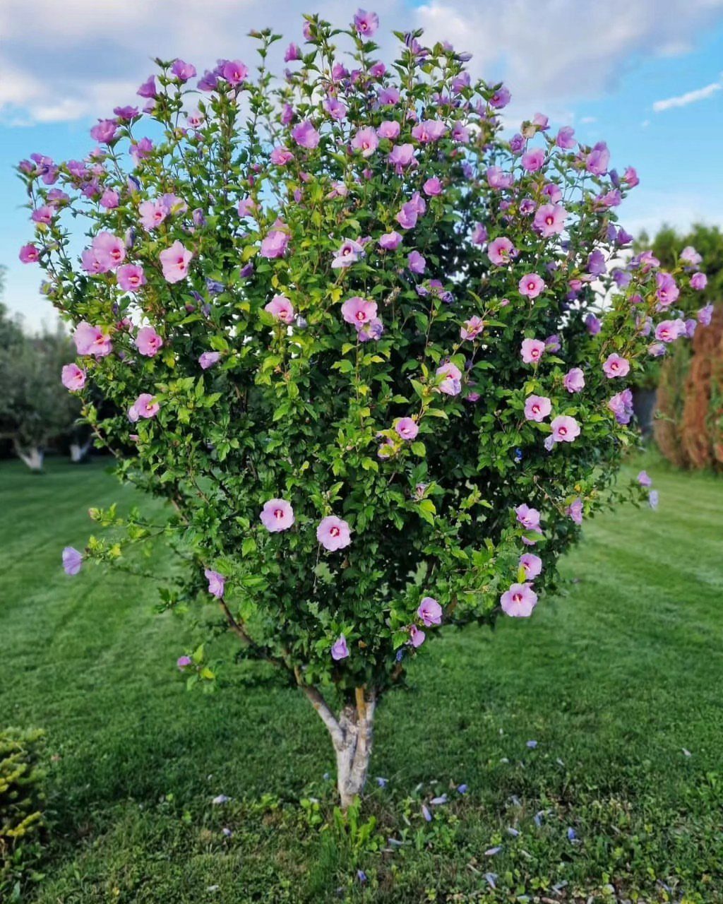 A large green shrub with many light purple hibiscus flowers blooming in a grassy yard.