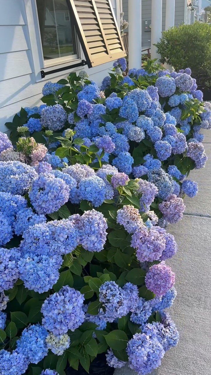 Blue and purple hydrangea bushes blooming next to a light blue house and a concrete walkway.