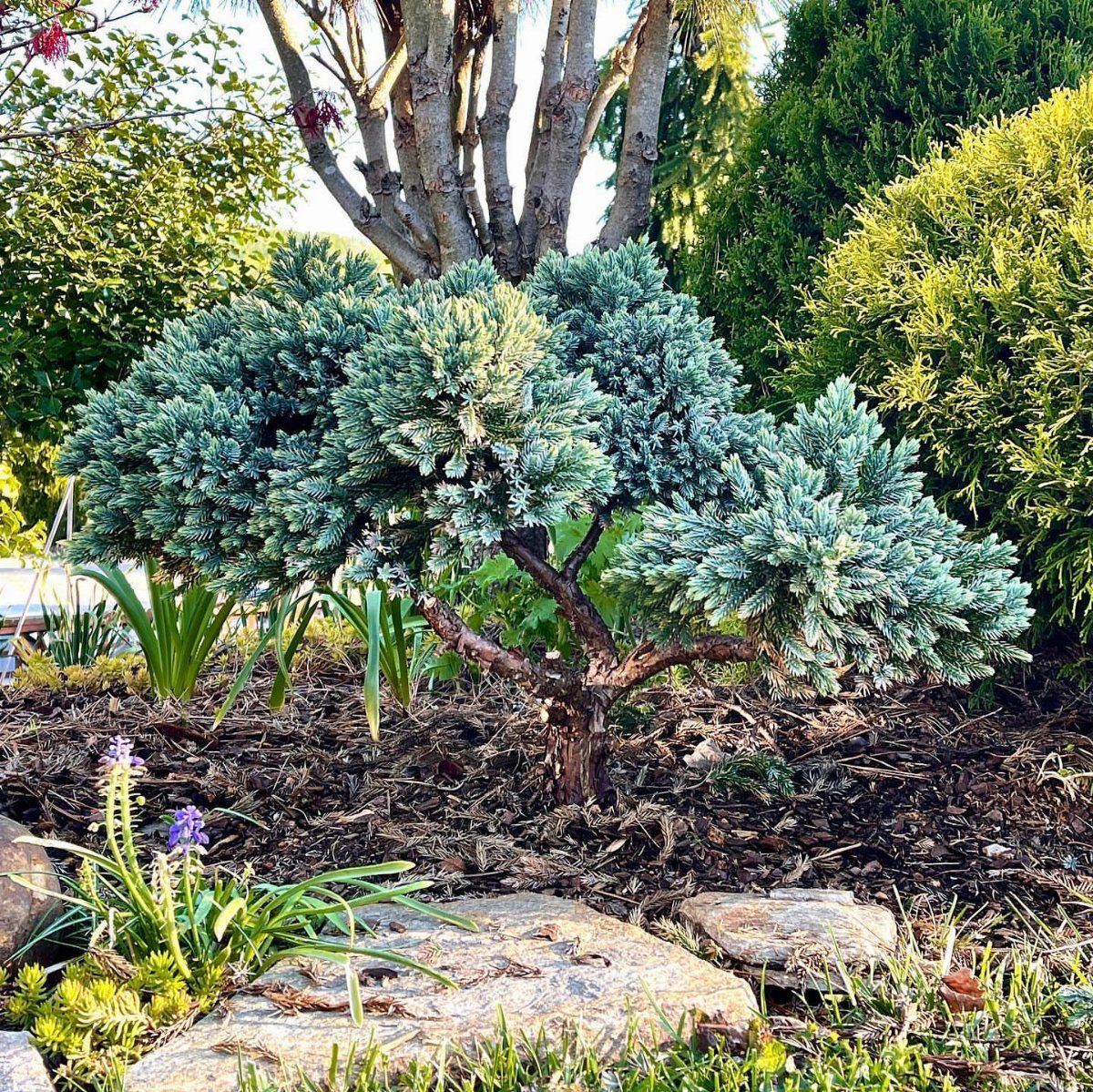 A blue-green juniper shrub growing in a mulched garden bed with rocks.