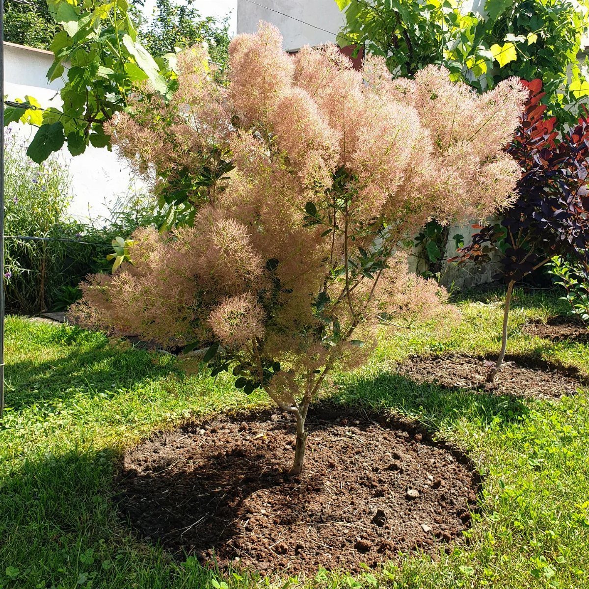A Smoke Bush shrub with feathery pink flower clusters growing in a mulched garden bed.