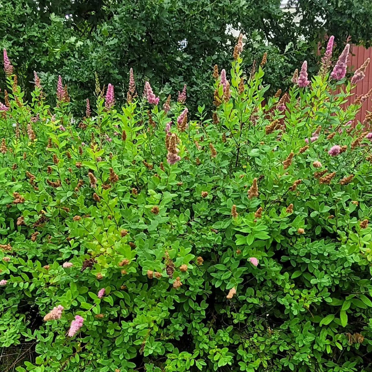 A large green Spirea shrub with many small pink flower clusters in a garden setting.