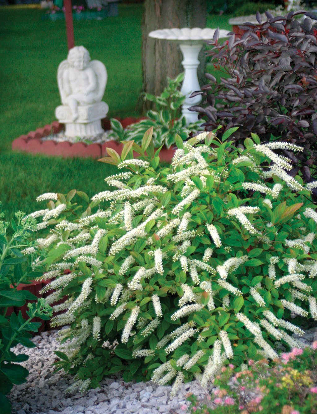 A lush green shrub covered in long, white, tapering flower spikes in a garden setting.