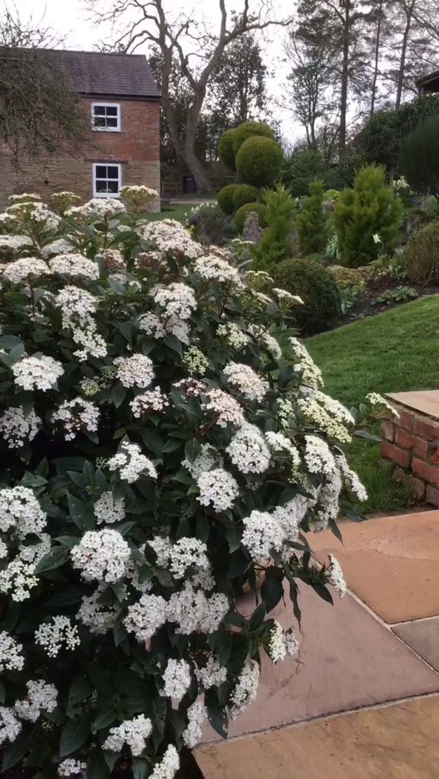 A large flowering shrub with dense clusters of white blossoms in a garden.