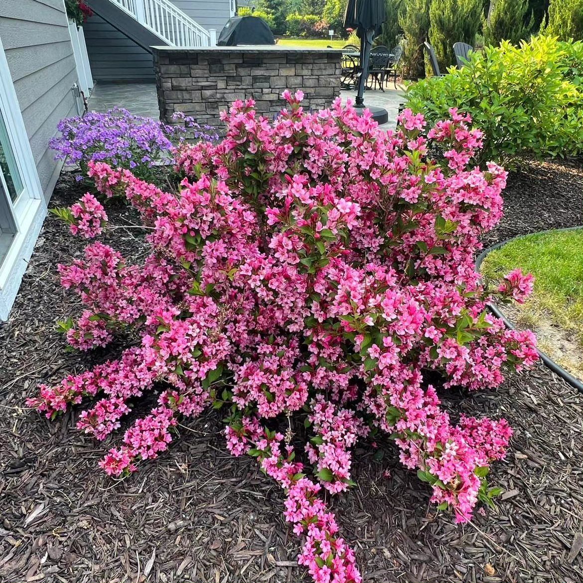 A large Weigela shrub covered in vibrant pink trumpet-shaped flowers planted in dark mulch.