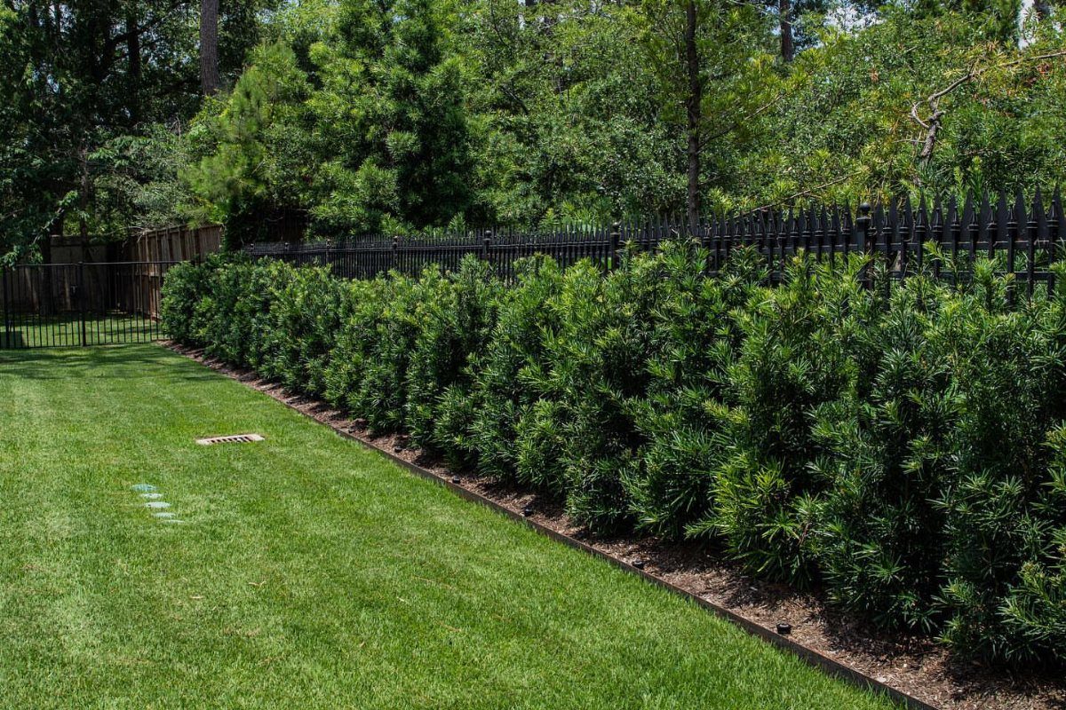 A dense green hedge of evergreen shrubs bordering a lush green lawn and black fence.