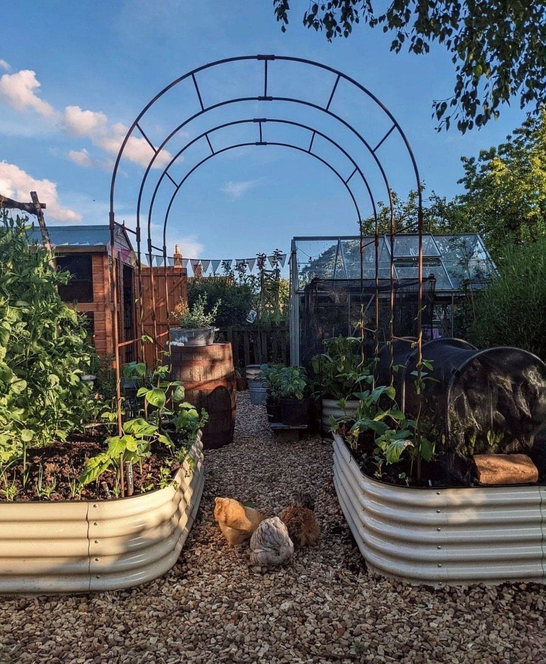 9 Raised Garden Ideas DIY Crafters Build from Scrap and Stone 3 Cream corrugated metal raised garden beds filled with green plants on a gravel garden path.