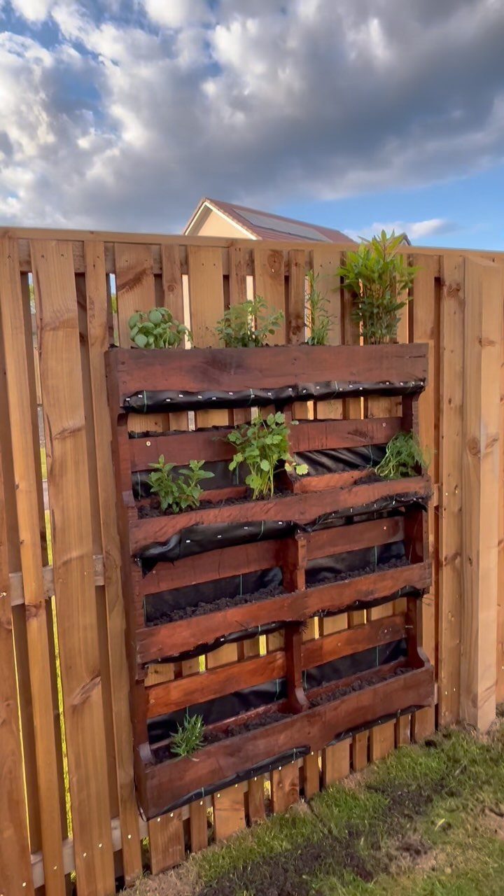 6 Raised Herb Garden Ideas for Every Space and Skill Level 6 A dark stained wooden pallet garden mounted on a fence with small green herbs growing in it.