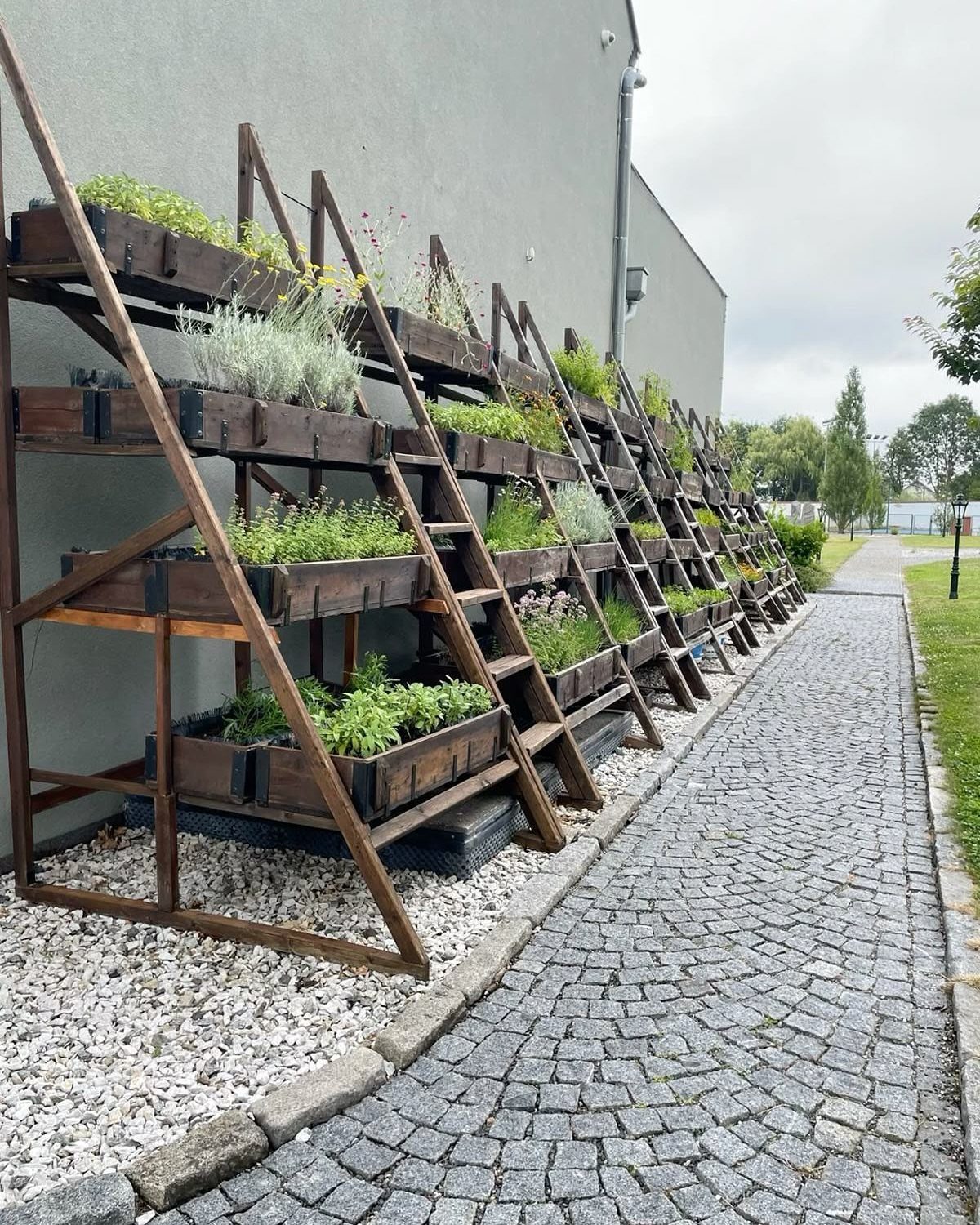 6 Raised Herb Garden Ideas for Every Space and Skill Level 3 Wooden A-frame ladder planters filled with green herbs arranged against a grey building wall.