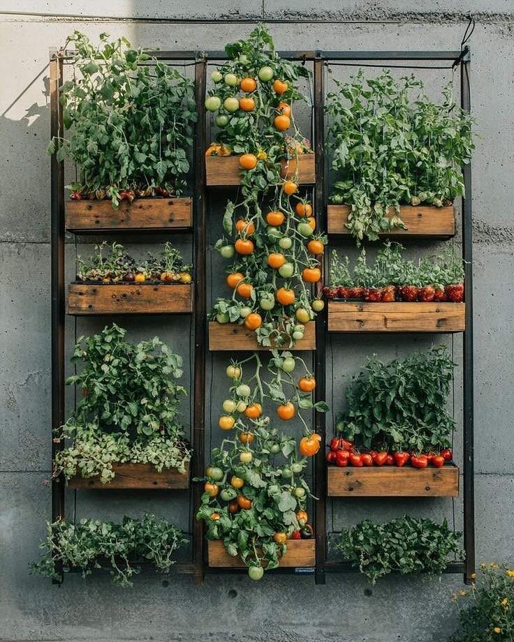 A vertical metal garden frame with wooden boxes growing various green plants and tomatoes against a wall.